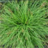 Carex caryophyllea 'The Beatles' 