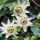 'White Lightning' Passiflora caerulea 'White Lightning' added by Shoot)