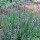 'Nana' is a compact shrub, with narrow grey leaves and tiny blue flowers on short spikes . Lavandula angustifolia 'Nana' added by Shoot)
