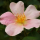 Rosa x odorata 'Mutabilis' (Tea rose 'Mutabilis') Added by Nicola