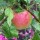 'Charles Ross' Malus domestica 'Charles Ross' added by Shoot)