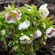 'Hillier hybrid White spotted' is a clump-forming perennial with dark green and leathery foliage and pale, often green-flushed, white flowers spotted to a varying degree with red or purple in late-winter to early-spring. Helleborus orientalis 'Hillier hybrid White spotted' added by Shoot)
