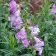  (07/03/2019) Penstemon 'Alice Hindley' added by Shoot)