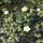 Ranunculus aquatilis added by Shoot)