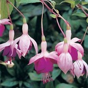 'Eva Boerg'  is a vigorous, branching, deciduous shrub with heart-shaped, light green leaves and light and dark pink flowers in summer and autumn. Fuchsia 'Eva Boerg' added by Shoot)