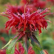 'Squaw' is a perennial with lemony, aromatic mid-green leaves and distinctive narrow-petalled red flower-heads from early summer to autumn. Monarda 'Squaw' added by Shoot)