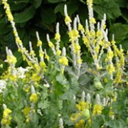 'Arctic Summer' is a rosette-forming biennial or short-lived, evergreen perennial with large, woolly, silver-grey leaves and erect, woolly, silver-grey stems bearing bright yellow, saucer-shaped flowers in summer.
 Verbascum bombyciferum 'Arctic Summer' added by Shoot)