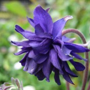'Blue Barlow' is an erect, clump-forming, herbaceous perennial with divided, dark green leaves and nodding, spurless, double, violet-blue flowers in late spring and early summer. Aquilegia vulgaris var. stellata 'Blue Barlow'  added by Shoot)