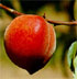 Prunus persica 'Springcrest'