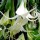 'Culebra' is a tender, evergreen, open shrub or small tree with long, narrow, dark green leaves and, in summer and autumn, large, white, trumpet-shaped, night-fragrant flowers with split petals. Brugmansia x candida 'Culebra' added by Shoot)