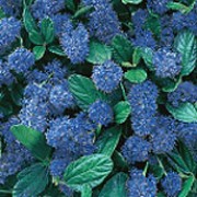 'Southmead' is a tender, compact, bushy, evergreen shrub with oblong, finely toothed, dark green leaves and clusters of deep blue flowers in late spring and early summer. Ceanothus 'Southmead' added by Shoot)