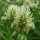 Trifolium ochroleucum added by Shoot)
