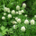 Trifolium ochroleucon (Sulphur clover) Added by Nicola