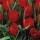 'Red Hunter' is a miniature tulip with striking red flowers. Tulipa 'Red Hunter' added by Shoot)