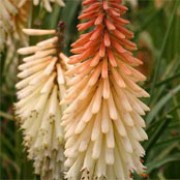 'Toffee Nosed' is a clump-forming, herbaceous perennial with arching, grass-like, mid-green leaves and spike-like racemes creamy flowers in summer and autumn. Kniphofia 'Toffee Nosed' added by Shoot)