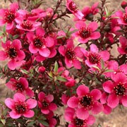 'Kiwi' is a tender, dwarf, evergreen shrub with arching shoots, small, narrow, aromatic, dark green leaves, flushed purple when young and solitary, cup- to saucer-shape, dark crimson flowers in late spring and early summer. Leptospermum scoparium (Nanum Group) 'Kiwi' added by Shoot)
