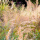 Calamagrostis brachytrich (Korean feather reed grass) Added by Nicola