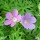 'Nimbus' is a compact, clump-forming, herbaceous perennial with finely divided, mid-green leaves, yellow-green when young, and, in summer, violet, saucer-shaped flowers with white centres and dark red veins. Geranium 'Nimbus' added by Shoot)