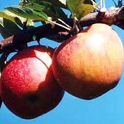 'Kidd's Orange Red' is a vigorous, edible apple tree with pale pink flowers in spring and crisp, sweet, red and orange mottled apples ready to harvest from mid-autumn to mid-winter. Malus domestica 'Kidd's Orange Red' added by Shoot)