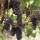 'Nero d'Avola' is a fairly vigorous vine, producing edible, dark-purple grapes in autumn. It is the most important red wine grape in Sicily and is one of Italy's most important indigenous varieties. Vitis vinifera 'Nero d'Avola' added by Shoot)