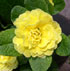 Primula 'Belarina Butter Yellow' (Belarina Series)