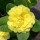 'Belarina Butter Yellow' is a semi-evergreen perennial with wrinkled, oval, mid-green leaves surrounding white-edged, double, yellow flowers blooming in late winter until early summer. Primula 'Belarina Butter Yellow' Belarina Series added by Shoot)