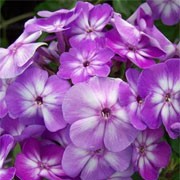 'Pixie Miracle Grace' is an erect, compact, herbaceous perennial with lance-shaped, mid-green leaves and upright panicles of fragrant, lavender purple flowers with a bright white, star-shaped eye from summer to early autumn. Phlox paniculata 'Pixie Miracle Grace' added by Shoot)