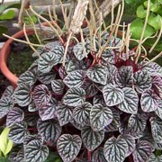 Peperomia caperata added by Shoot)