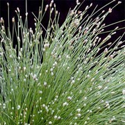 Isolepis cernua added by Shoot)