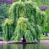 Salix x sepulcralis 'Chrysocoma'