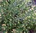 Calluna vulgaris 'Sunningdale Bright Tips'