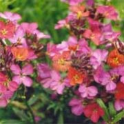 'Constant Cheer' is small, bushy, semi-evergreen perennial with dark-green, linear leaves and clusters of dusky orange flowers becoming purple in early spring to summer. Erysimum x allionii 'Constant Cheer' added by Shoot)