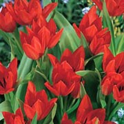 'Fusilier' is a bulbous perennial with erect, oblong or lance-shaped, grey-green leaves and upright, downy stems bearing up to four bowl-shaped, bright red flowers in mid-spring. Tulipa praestans 'Fusilier'  added by Shoot)