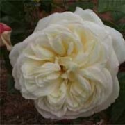 'White Gold' is a Floribunda rose with glossy, green leaves and strongly fragrant clusters of semi-double, white flowers in summer. Rosa 'White Gold' added by Shoot)