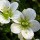 'Fairy' is a mossy, mat or cushion-forming, evergreen perennial with rosettes of variably-shaped, finely-divided, mid-green leaves and flat-topped clusters of star-shaped, white flowers from late spring to late summer. Saxifraga 'Fairy'  added by Shoot)