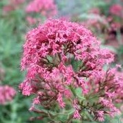 Centranthus ruber var coccineus (25/02/2012)  added by Shoot)