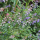 Linaria purpurea 'Canon Went' (Purple toadflax 'Canon Went') Added by Garden Designer