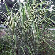 'Cosmopolitan' is a clump-forming, deciduous, perennial grass with flat, erect or arching, linear, dark green leaves with wide, creamy-white margins and panicles of red-flushed flowers in late summer to early autumn. Miscanthus sinensis var. condensatus 'Cosmopolitan'  added by Shoot)