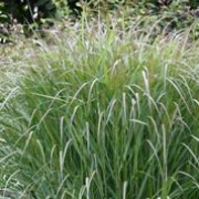 'Squaw' is a narrowly upright, clump-forming, deciduous perennial grass with flat, linear, red-flushed, mid-green leaves turning reddish-purple in autumn and weeping panicles of tiny, pink-flushed flowers in late summer and early autumn. Panicum virgatum 'Squaw' added by Shoot)