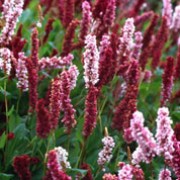 'Darjeeling Red' is a mat-forming, semi-evergreen perennial with large, elliptic to lance-shaped, dark green leaves and, from midsummer to mid-autumn, erect spikes of pink flowers that turn red as they mature. Persicaria affinis 'Darjeeling Red' added by Shoot)