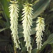 ‘Vanilla' is a clump-forming, deciduous perennial with toothed, grass-like, mid-green leaves and, in late summer to early autumn, upright racemes of white flowers opening from green buds. Kniphofia ‘Vanilla' added by Shoot)
