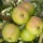  (28/01/2017) Malus domestica 'Crispin' added by Shoot)