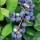 'Northland' is an upright, deciduous shrub with lance-shaped, mid-green leaves turning yellow or red in autumn, attractive white flowers in spring and early fruiting blueberries with a white bloom in summer. Vaccinium corymbosum 'Northland' added by Shoot)