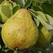 'Packham's Triumph' is a dessert pear.  Following blossom in spring, the fruits are ready for picking in autumn.  They ripen to yellow with brown speckles and have sweet, juicy flesh.  This variety stores well. Pyrus communis 'Packham's Triumph' added by Shoot)