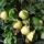 'Vranja' is a small tree with downy covered ovate leaves and white flowers in spring.  This variety of quince has large pear-shaped fruits but is a light cropper. Cydonia oblonga 'Vranja' added by Shoot)