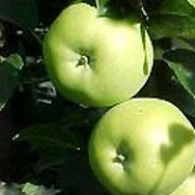 'Doctor Harvey' is an upright to spreading, cooking apple tree with ovate, serrated, dull green leaves, white to pale pink flowers in spring and heavy crops of yellow-green fruit ready for harvest in early autumn. Malus domestica 'Doctor Harvey' added by Shoot)