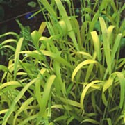 'Aureum' is a slowly spreading, clump-forming, semi-evergreen, perennial grass with arching, linear to strap-shaped, golden-yellow leaves and nodding panicles of golden-yellow flowers from late spring to midsummer. Milium effusum 'Aureum' added by Shoot)