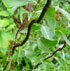 Salix alba 'Dart's Snake'