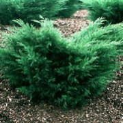 'Mint Julep' is a compact, evergreen, coniferous shrub with arching branches of finely-textured, scale-like, bright to blue-green leaves. Juniperus x pfitzeriana 'Mint Julep'  added by Shoot)