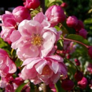 'Van Eseltine' is an upright, deciduous tree with ovate, glossy, mid-green leaves and red buds opening to double, pink flowers in late spring, followed by red-flushed, yellow fruit. Malus 'Van Eseltine'  added by Shoot)